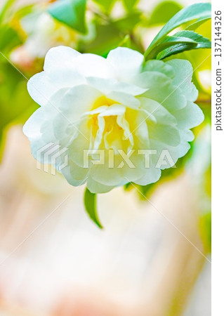 Flowers around the house, various in all seasons. White flowers have bloomed on the garden fence. Beautiful and pure camellia flowers. Flowers around the house, various in all seasons. White flowers have bloomed on the garden fence. Beautiful and pure camellia flowers. 137144326