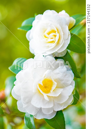 Flowers around the house, various in all seasons. White flowers have bloomed on the garden fence. Beautiful and pure camellia flowers. Flowers around the house, various in all seasons. White flowers have bloomed on the garden fence. Beautiful and pure camellia flowers. 137144332