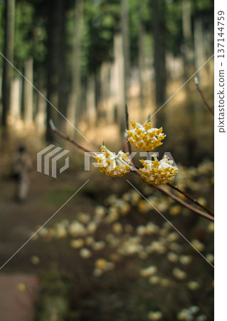 三俁花預示著春天的到來 三俁花預示著春天的到來 137144759