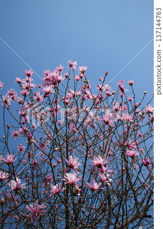 粉紅色的星花玉蘭花在藍天下閃閃發光 粉紅色的星花玉蘭花在藍天下閃閃發光 137144763