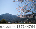 琵琶湖櫻花美景 137144764