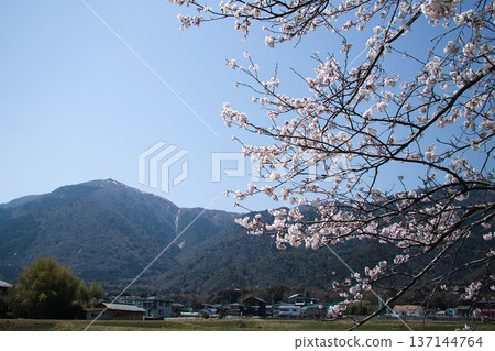 琵琶湖櫻花美景 琵琶湖櫻花美景 137144764