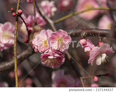 Plum blossoms and buds blooming in the park Plum blossoms and buds blooming in the park 137144837