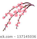 164_Weeping plum 137145036