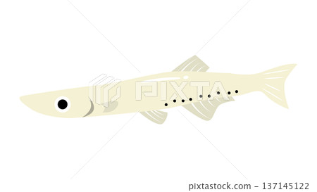 Simple and cute illustration of white fish (shirauo) Food and fish vector material Simple and cute illustration of white fish (shirauo) Food and fish vector material 137145122