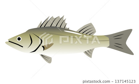Simple and cute sea bass illustration Food and fish vector material 137145123