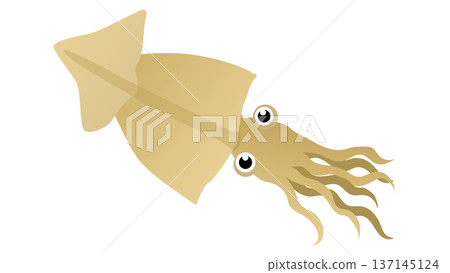 Simple and cute illustration of dried squid - food vector material 137145124