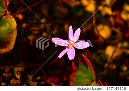 粉紅色的雪花蓮，早春的仙女 137145126