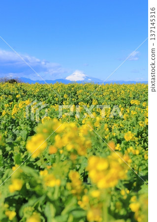 Soleil Hill Rape Field and Mt Fuji 137145316