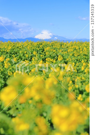 Soleil Hill Rape Field and Mt Fuji Soleil Hill Rape Field and Mt Fuji 137145319