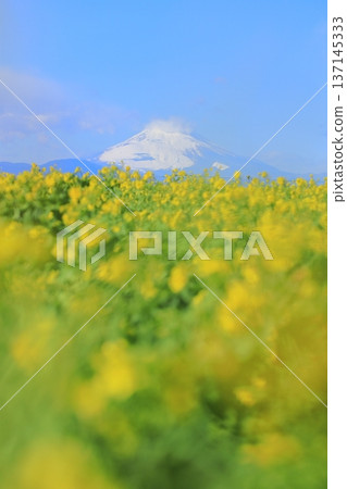 Soleil Hill Rape Field and Mt Fuji 137145333