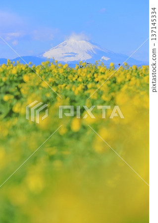 Soleil Hill Rape Field and Mt Fuji Soleil Hill Rape Field and Mt Fuji 137145334
