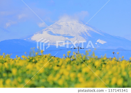 Soleil Hill Rape Field and Mt Fuji 137145341