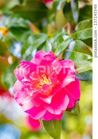 Flowers around the house, various in all seasons. Red flowers have bloomed on the garden fence. Beautiful and enchanting, delicate camellia flowers. Flowers around the house, various in all seasons. Red flowers have bloomed on the garden fence. Beautiful and enchanting, delicate camellia flowers. 137145549