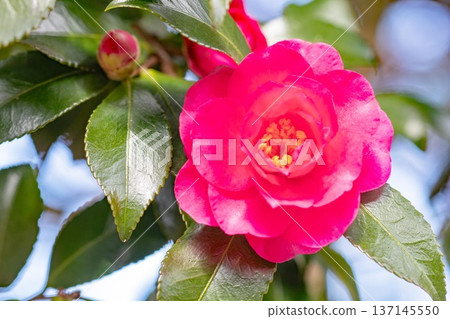 屋子周圍鮮花盛開,四季各異。花園的籬笆上開滿了紅花。美麗迷人,嬌嫩的山茶花。 屋子周圍鮮花盛開,四季各異。花園的籬笆上開滿了紅花。美麗迷人,嬌嫩的山茶花。 137145550