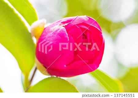 屋子周圍鮮花盛開,四季各異。花園的籬笆上開滿了紅花。美麗迷人,嬌嫩的山茶花。 屋子周圍鮮花盛開,四季各異。花園的籬笆上開滿了紅花。美麗迷人,嬌嫩的山茶花。 137145551