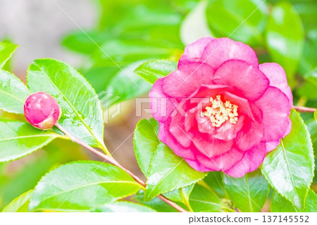 屋子周圍鮮花盛開,四季各異。花園的籬笆上開滿了紅花。美麗迷人,嬌嫩的山茶花。 屋子周圍鮮花盛開,四季各異。花園的籬笆上開滿了紅花。美麗迷人,嬌嫩的山茶花。 137145552