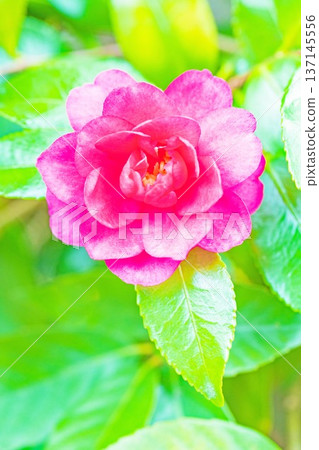 Flowers around the house, various in all seasons. Red flowers have bloomed on the garden fence. Beautiful and enchanting, delicate camellia flowers. 137145556