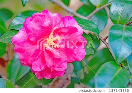 屋子周圍鮮花盛開，四季各異。花園的籬笆上開滿了紅花。美麗迷人，嬌嫩的山茶花。 137145586