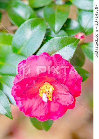 屋子周圍鮮花盛開,四季各異。花園的籬笆上開滿了紅花。美麗迷人,嬌嫩的山茶花。 屋子周圍鮮花盛開,四季各異。花園的籬笆上開滿了紅花。美麗迷人,嬌嫩的山茶花。 137145587