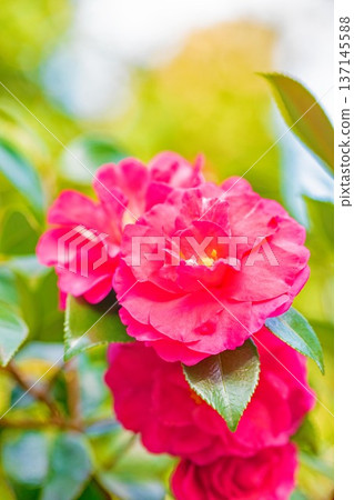 屋子周圍鮮花盛開，四季各異。花園的籬笆上開滿了紅花。美麗迷人，嬌嫩的山茶花。 137145588