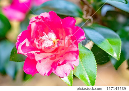 屋子周圍鮮花盛開,四季各異。花園的籬笆上開滿了紅花。美麗迷人,嬌嫩的山茶花。 屋子周圍鮮花盛開,四季各異。花園的籬笆上開滿了紅花。美麗迷人,嬌嫩的山茶花。 137145589