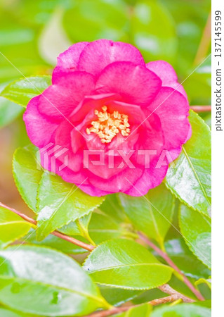 屋子周圍鮮花盛開,四季各異。花園的籬笆上開滿了紅花。美麗迷人,嬌嫩的山茶花。 屋子周圍鮮花盛開,四季各異。花園的籬笆上開滿了紅花。美麗迷人,嬌嫩的山茶花。 137145599
