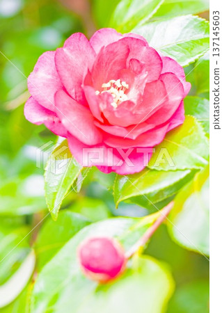 屋子周圍鮮花盛開,四季各異。花園的籬笆上開滿了紅花。美麗迷人,嬌嫩的山茶花。 屋子周圍鮮花盛開,四季各異。花園的籬笆上開滿了紅花。美麗迷人,嬌嫩的山茶花。 137145603