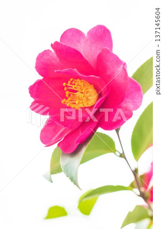 屋子周圍鮮花盛開,四季各異。花園的籬笆上開滿了紅花。美麗迷人,嬌嫩的山茶花。 屋子周圍鮮花盛開,四季各異。花園的籬笆上開滿了紅花。美麗迷人,嬌嫩的山茶花。 137145604