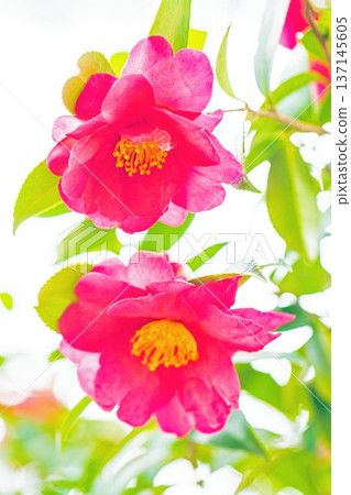 屋子周圍鮮花盛開,四季各異。花園的籬笆上開滿了紅花。美麗迷人,嬌嫩的山茶花。 屋子周圍鮮花盛開,四季各異。花園的籬笆上開滿了紅花。美麗迷人,嬌嫩的山茶花。 137145605