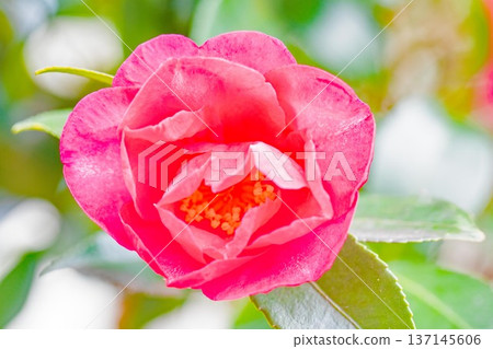 屋子周圍鮮花盛開,四季各異。花園的籬笆上開滿了紅花。美麗迷人,嬌嫩的山茶花。 屋子周圍鮮花盛開,四季各異。花園的籬笆上開滿了紅花。美麗迷人,嬌嫩的山茶花。 137145606