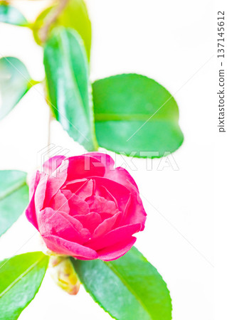 Flowers around the house, various in all seasons. Red flowers have bloomed on the garden fence. Beautiful and enchanting, delicate camellia flowers. 137145612