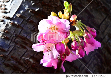 河津櫻花盛開在樹幹上 137145682