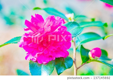 屋子周圍鮮花盛開，四季各異。花園的籬笆上開滿了紅花。美麗迷人，嬌嫩的山茶花。 137145692