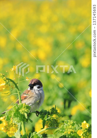 Soleil Hill: Rape flower field and sparrows 137145693