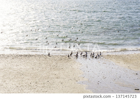 Early spring seaside and waterfowl Early spring seaside and waterfowl 137145723
