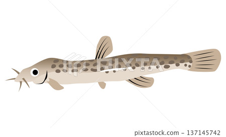 簡單可愛的泥鰍插畫,食物和魚類向量素材 簡單可愛的泥鰍插畫,食物和魚類向量素材 137145742