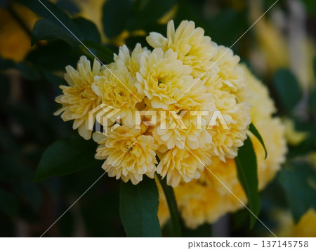 黃色嘲笑黃油花 黃色嘲笑黃油花 137145758