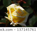 Yellow rose 137145761