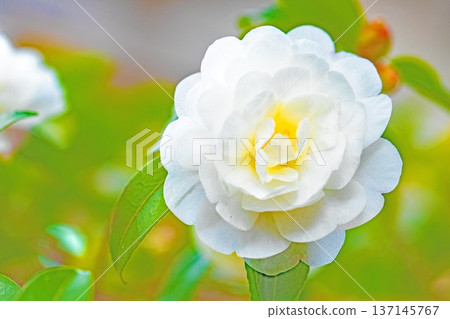 Flowers around the house, various in all seasons. White flowers have bloomed on the garden fence. Beautiful and pure camellia flowers. 137145767
