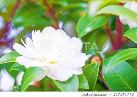 房子周圍鮮花盛開，四季各異。花園的籬笆上開滿了白色的花朵。美麗純潔的山茶花。 137145778