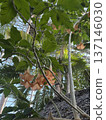 Ougon可可椰子在Tokiwa公園熱帶植物園裡 137146030