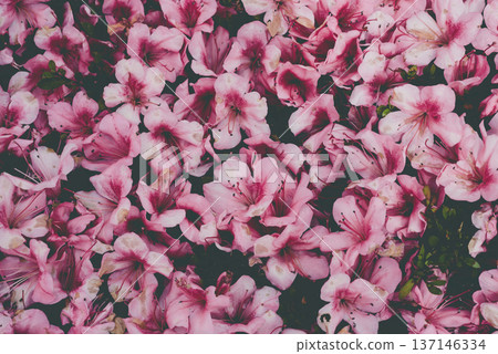 Withering pink azalea flowers 137146334