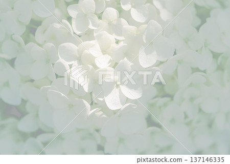 白色八仙花屬特寫鏡頭 137146335