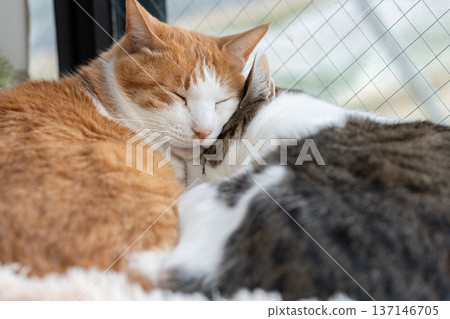 Two cats relaxing by the window Two cats relaxing by the window 137146705