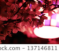 Illuminated cherry blossoms at night 137146811