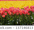 Tulips in full bloom in the tulip fields 137146813