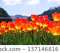 Aligned tulips 137146816