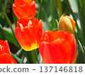 Red tulip 137146818