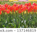 Red tulip 137146819